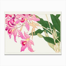 Pink Orchids Canvas Print