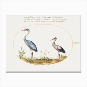 Heron And Stork (1575–1580), Joris Hoefnagel Canvas Print