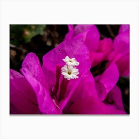 Bougainvillea Canvas Print