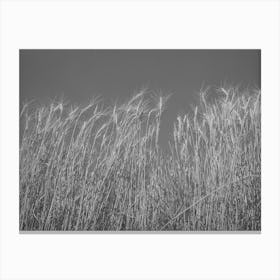 Ripe Wheat In The Field, Walla Walla County, Washington By Russell Lee Canvas Print