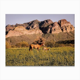 Salt River Canyon Horses Canvas Print