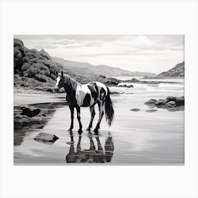 A Horse Oil Painting In Boulders Beach, South Africa, Landscape 4 Canvas Print