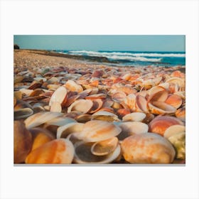 Sea Shells On The Beach 3 Canvas Print