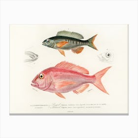 Different Types Of Fishes, Charles Dessalines D'Orbigny 10 Canvas Print