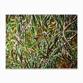 Rosemary Canvas Print