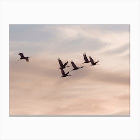 Sandhill Cranes Migrating Canvas Print