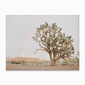 Joshua Tree Rainbow Canvas Print