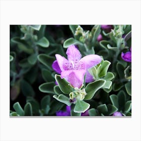 Light Purple Flower. Canvas Print