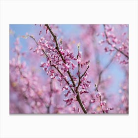 Redbud Tree Branches In Springtime Canvas Print