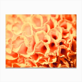 Close Up Of Orange Flowers Canvas Print