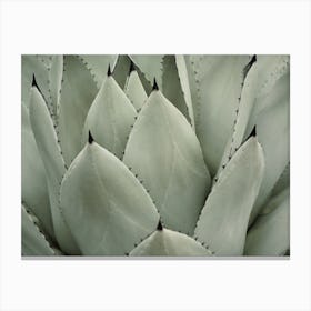 Perrys Agave Plant Canvas Print