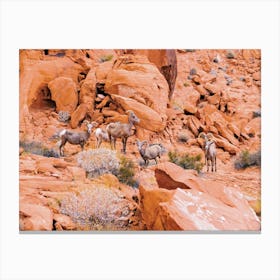 Desert Bighorn Sheep Canvas Print