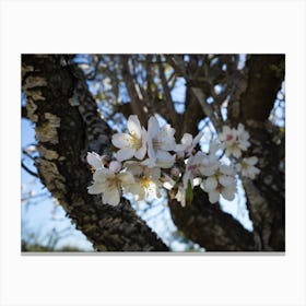 Blossoming almond tree with white flowers Canvas Print