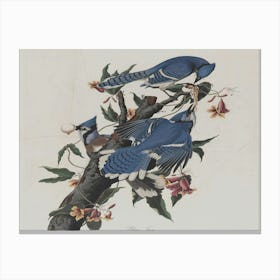 Blue Jays 1 Canvas Print