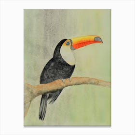 Toucan Canvas Print