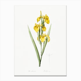 Irises Illustration From Les Liliacées, Pierre Joseph Redouté Canvas Print