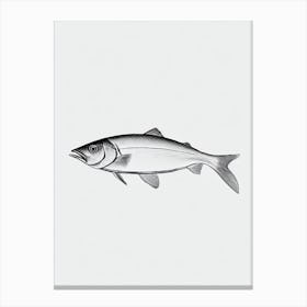 Herring Black & White Drawing Canvas Print