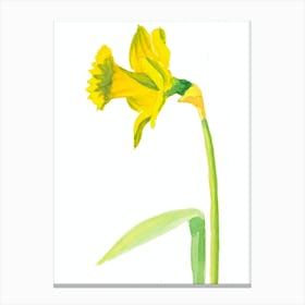 Daffodil Painting Canvas Print