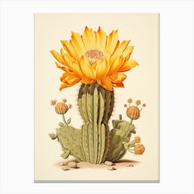 Vintage Cactus Illustration Golden Barrel Cactus Canvas Print
