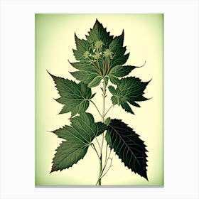Snakeroot Leaf Vintage Botanical 1 Canvas Print