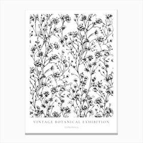 Gypsophila 2 B&W Vintage Botanical Poster Canvas Print