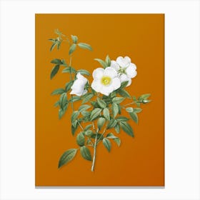 Vintage White Rose of Snow Botanical on Sunset Orange n.0332 Canvas Print