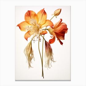 Pressed Wildflower Botanical Art Columbine 1 Canvas Print