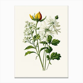 Vintage Botanical Galleria Style Wildflower Painting 16 Canvas Print