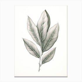 Bay Leaves Vintage Botanical Herbs 0 Canvas Print