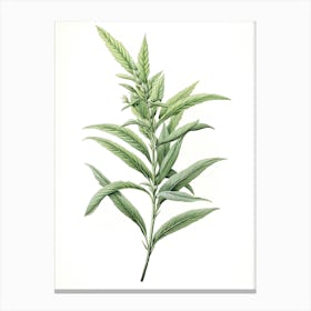 Lemon Verbena Vintage Botanical Herbs 0 Canvas Print