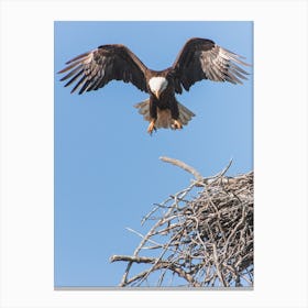 Bald Eagle Nest Canvas Print