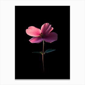 Pink Dogwood Flower On Black Background Canvas Print