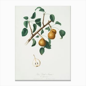 Seckel Pear (Pyrus × Serrulata) From Pomona Italiana (1817 1839), Giorgio Gallesio Canvas Print