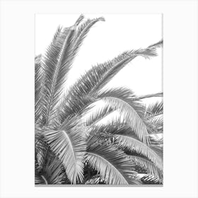 Black and white palmtree in Spain - botanical summer nature and travel photography by Christa Stroo Photography Canvas Print