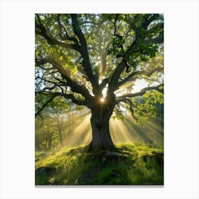 Oak Tree With Sun Rays Canvas Print