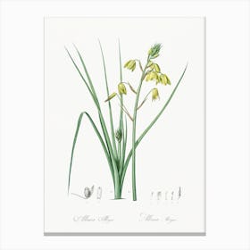 Slime Lily, Pierre Joseph Redoute Canvas Print