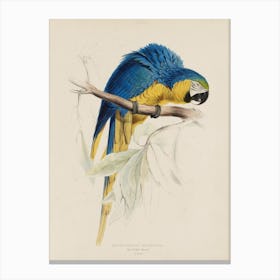 Lear 1 Macrocercus Aracange Canvas Print