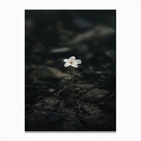 Single Flower 33 Canvas Print