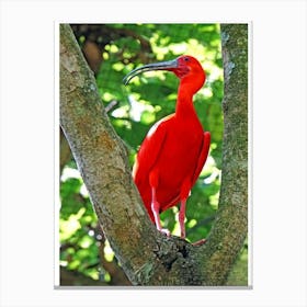 Ibis Escarlet Canvas Print