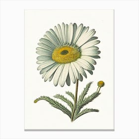 Shasta Daisy Wildflower Vintage Botanical 1 Canvas Print
