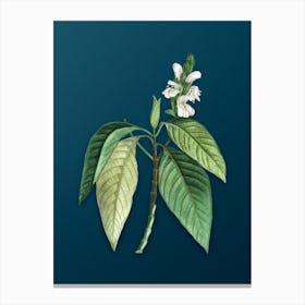 Vintage Malabar Nut Botanical Art on Teal Blue n.0469 Canvas Print