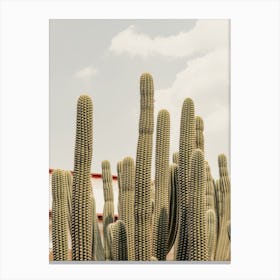 Mexico Cactus Canvas Print