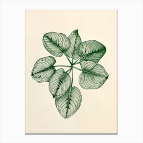 Fittonia Maranta Botanical Line Illustration 3 Canvas Print