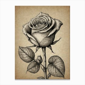 Rose Drawing Canvas Print