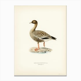 Pink Footed Goose, The Von Wright Brothers Canvas Print