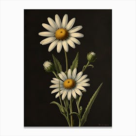 Daisies Canvas Print