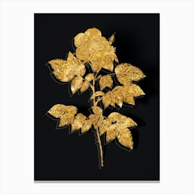 Vintage Leschenault's Rose Botanical in Gold on Black n.0392 Canvas Print