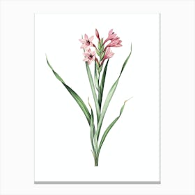 Vintage Sword Lily Botanical Illustration on Pure White n.0229 Canvas Print