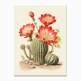 Vintage Cactus Illustration Echinocereus Cactus Canvas Print