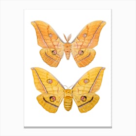 Two Creme Colored Butterflies 2 Canvas Print
